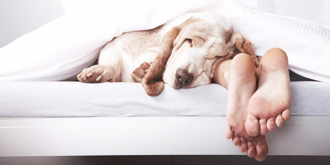 Sleeping with Fido: Tips on Improving Your Sleep Cycle